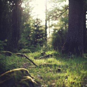 Gestión Forestal y del Medio Natural