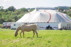 El Palacio Zuleta acogerá al Circo del Sol