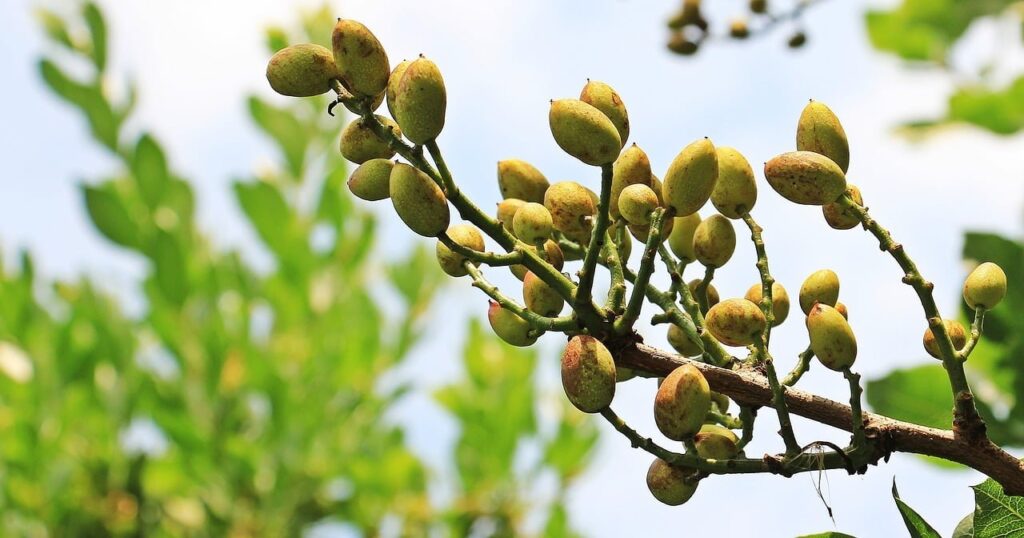 pistacho cultivo