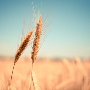 Cualificación Profesional: Industrias de derivados de cereales y de dulces (INA177_3)