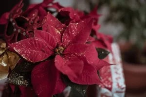 Flor de Pascua