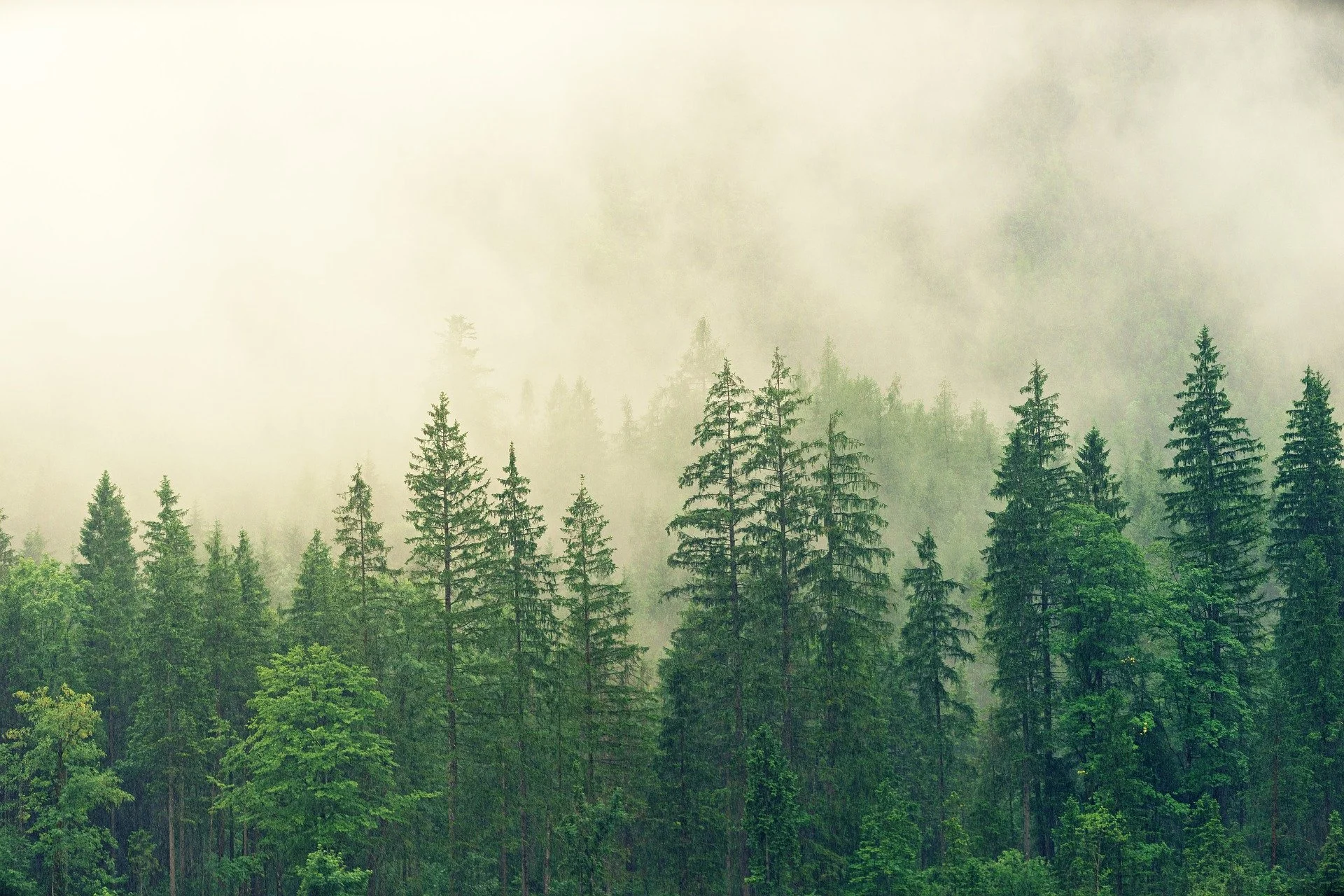 Tecnología para replantar un bosque