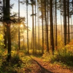 forest-g235fe2271_1920 Aprovechamiento y Conservación del Medio Natural