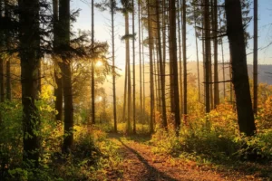 Tecnología para replantar un bosque