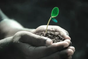 Tecnología para replantar un bosque