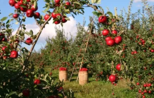 Pérdidas en la agricultura valenciana