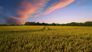 Reino Unido contrata agricultores para “renaturalizar” el campo