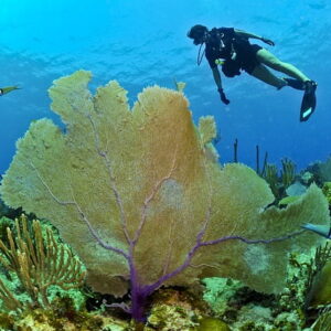 Cualificación Profesional: Conducción subacuática e iniciación en buceo deportivo (AFD502_2)