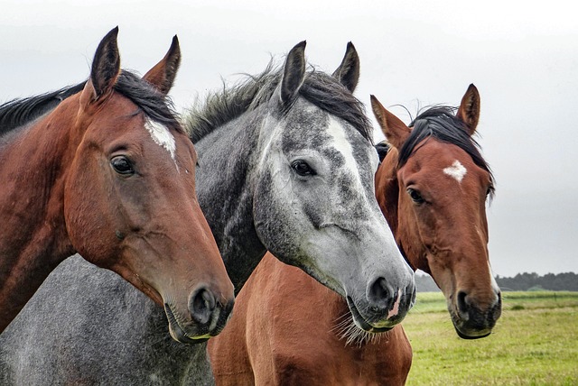 Análisis clínicos de laboratorio en caballos