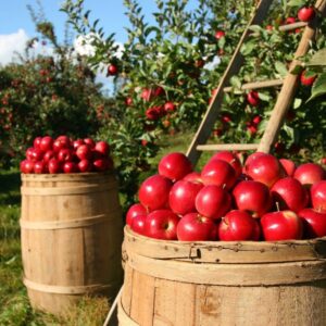 Cualificación Profesional: Gestión de la producción agrícola (AGA347_3)