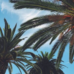 Cualificación Profesional: Gestión y mantenimiento de árboles y palmeras ornamentales (AGA348_3)