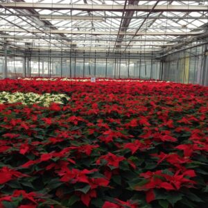 Cualificación Profesional: Gestión de la producción de semillas y plantas en vivero (AGA464_3)
