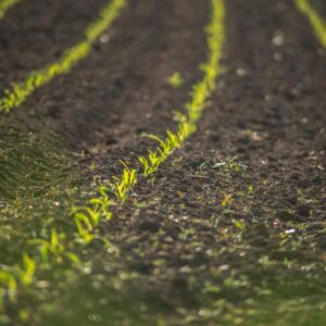 Curso cultivos herbáceos