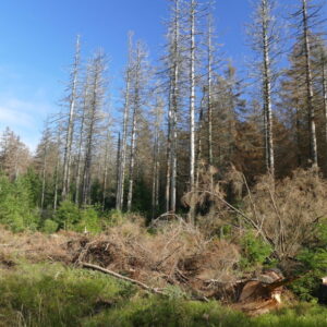 Cualificación Profesional: Repoblaciones forestales y tratamientos silvícolas (AGA345_2)