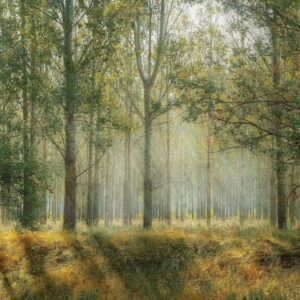 Cualificación Profesional: Gestión de aprovechamientos forestales (AGA462_3)