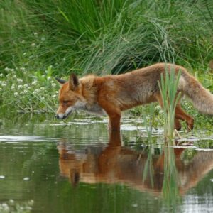 curso animales cinegéticos