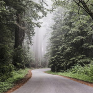 Cualificación Profesional: Gestión de repoblaciones forestales y de tratamientos silvícolas (AGA228_3)