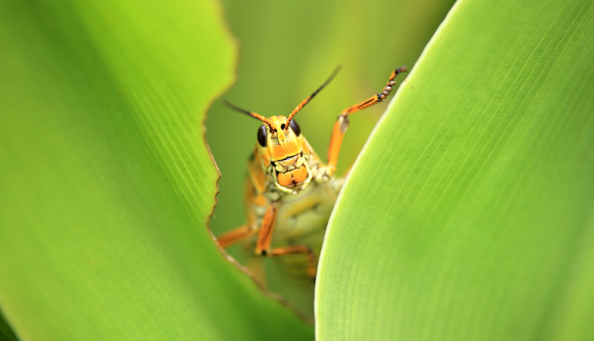 producción de insectos